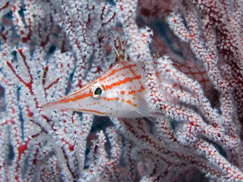 Sipadan, Long Nosed Hawkfish